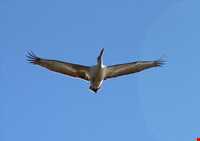 تالاب آلاگل