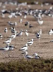 جزیره نخیلو