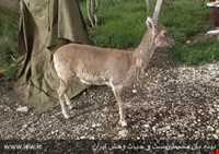 جزیره کبودان