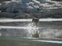 جزیره کبودان