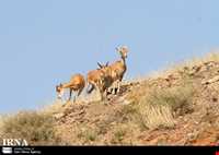 جزیره کبودان