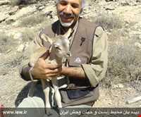 جزیره کبودان