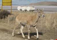 جزیره کبودان