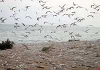 Gorm island ( ommalkorm )