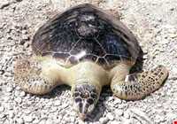 Gorm island ( ommalkorm )