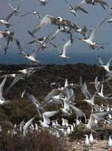 جزیره شیدور ( ماران )