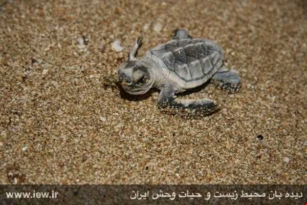 Sheydour ( maran ) island