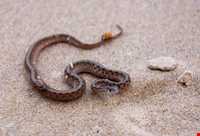 Sheydour ( maran ) island