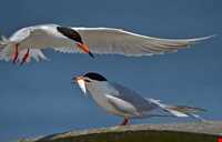 Sheydour ( maran ) island