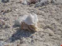 Sheydour ( maran ) island