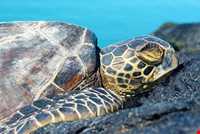 Sheydour ( maran ) island