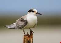 Sheydour ( maran ) island