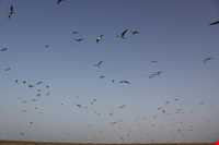 Sheydour ( maran ) island