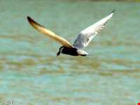 Sheydour ( maran ) island