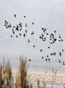 Kaji Namakzar wetland