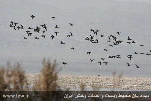 Kaji Namakzar wetland