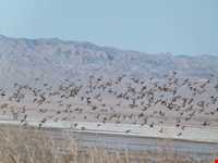 Kaji Namakzar wetland