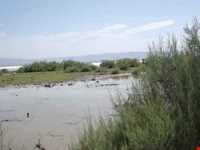 Kaji Namakzar wetland