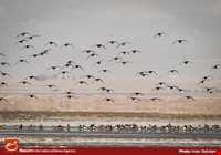 Kaji Namakzar wetland