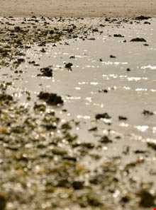 جزیره خارکو