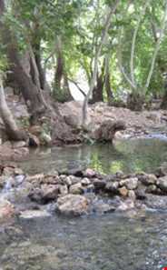 تنگ غوره دان