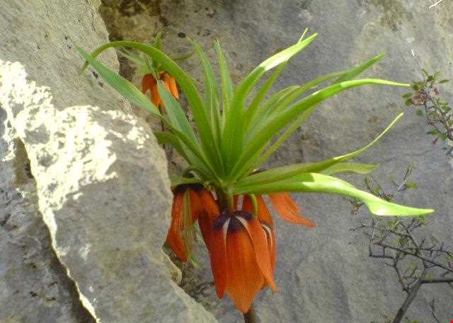 تنگ غوره دان