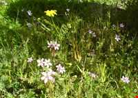 تنگ غوره دان