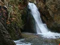 تنگ غوره دان