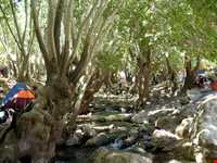 تنگ غوره دان