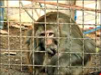 Dehkadeh talaei park