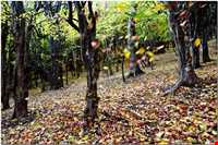 پارک جنگلی میرزا کوچک خان