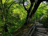 پارک جنگلی میرزا کوچک خان