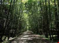 پارک جنگلی میرزا کوچک خان