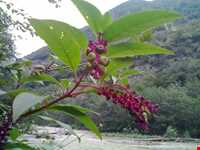 پارک جنگلی میرزا کوچک خان