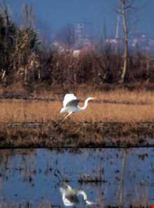 تالاب فریدون کنار