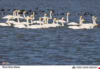 تالاب فریدون کنار