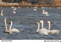 تالاب فریدون کنار