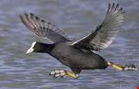 تالاب فریدون کنار