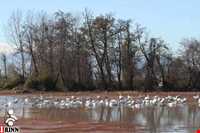 تالاب فریدون کنار