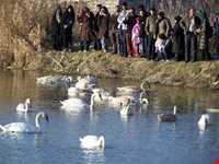 تالاب فریدون کنار