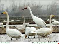 تالاب فریدون کنار