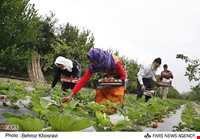 بهنمیر ( منطقه ساحلی و گردشگری میرود )