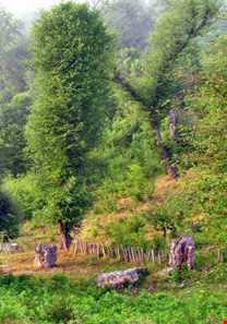 منطقه هزار جریب