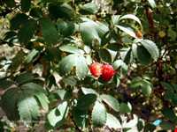 روستای دروار