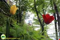 تله کابین رامسر