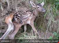 منطقه حفاظ شده دودانگه