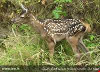 منطقه حفاظ شده دودانگه