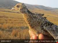 منطقه حفاظ شده دودانگه