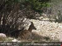 منطقه حفاظ شده دودانگه