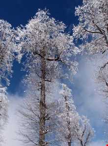 جنگل شالتماس